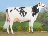 Res Kamp vaarzen, P Smits 1980, King Doc, VOF Altenbrug Holsteins Koufurderrige